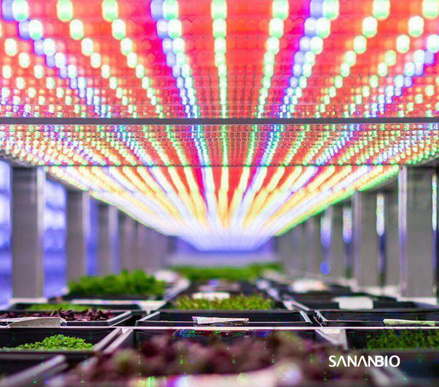 揭秘： LED 照明为何能取代“阳光”调控植物生长？