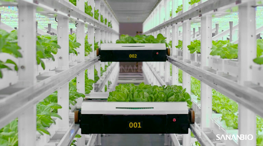 中科三安 UPLIFT 无人化垂直农业生产系统来了