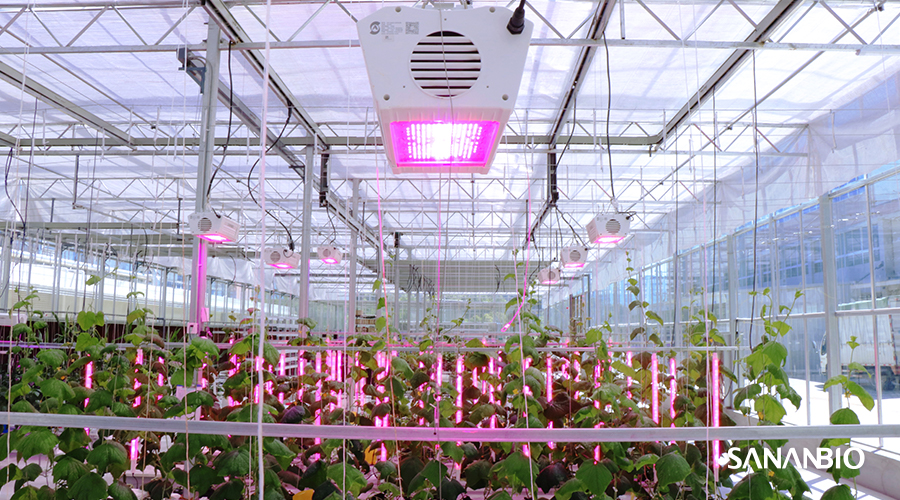 南京高校采用中科三安 LED 植物灯，用于温室作物栽培研究