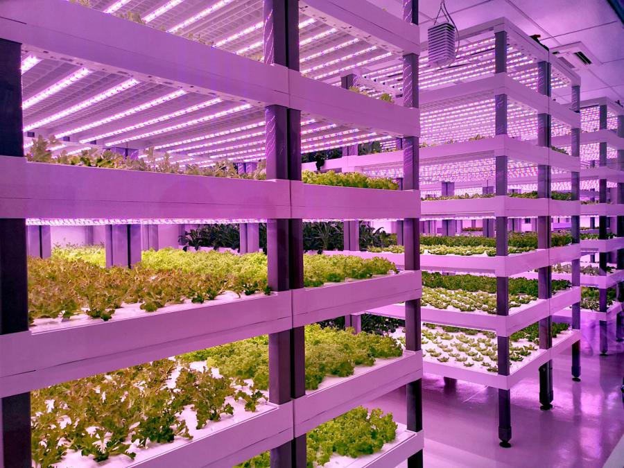 新加坡 VertiVegies 建 20000m² 植物工厂，缓解当地蔬菜供应压力